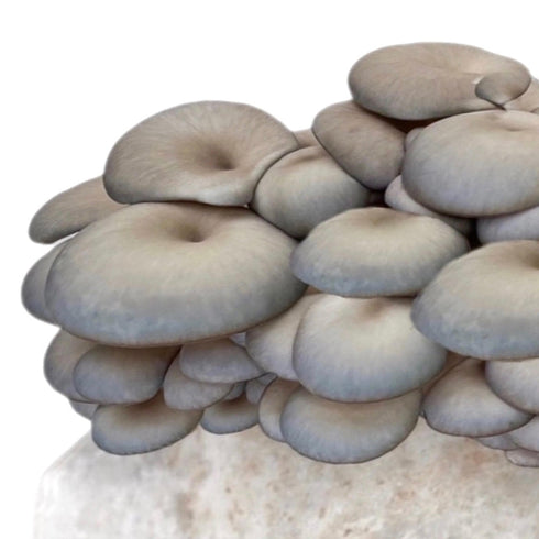 Organic Blue Oyster Mushroom Fruiting Block